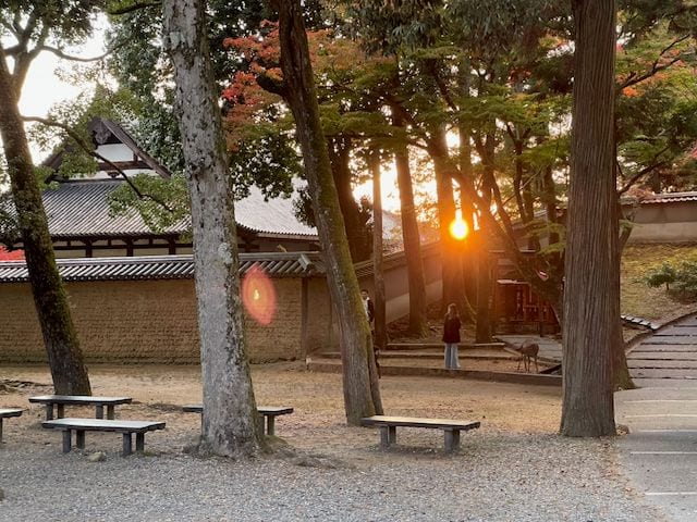 A wide shot of a shrine courtyard in Nara at sunset, with tall pine trees framing a glowing orange sun and a lone figure standing near the entrance.