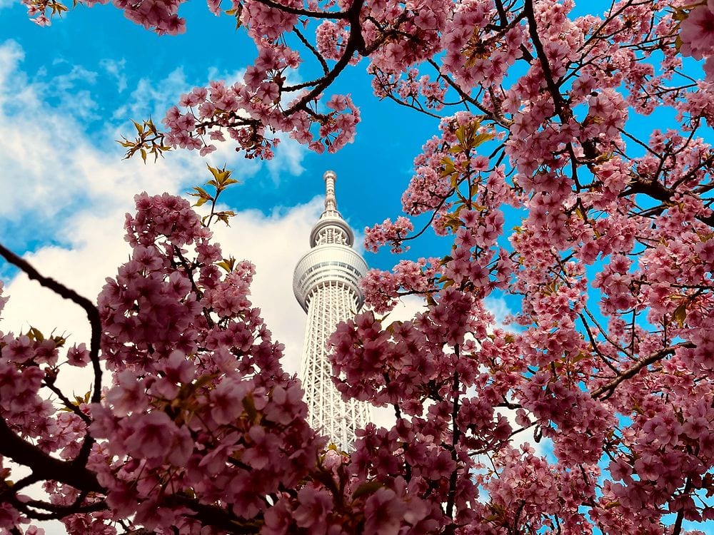Tokyo Skytree rises behind blooming pink cherry blossom branches against a blue sky.