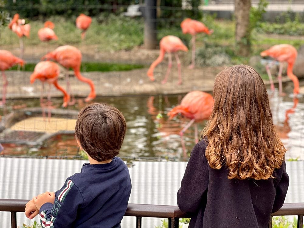 Two children watch a group of pink flamingos standing in shallow water at Ueno Zoo in Tokyo.