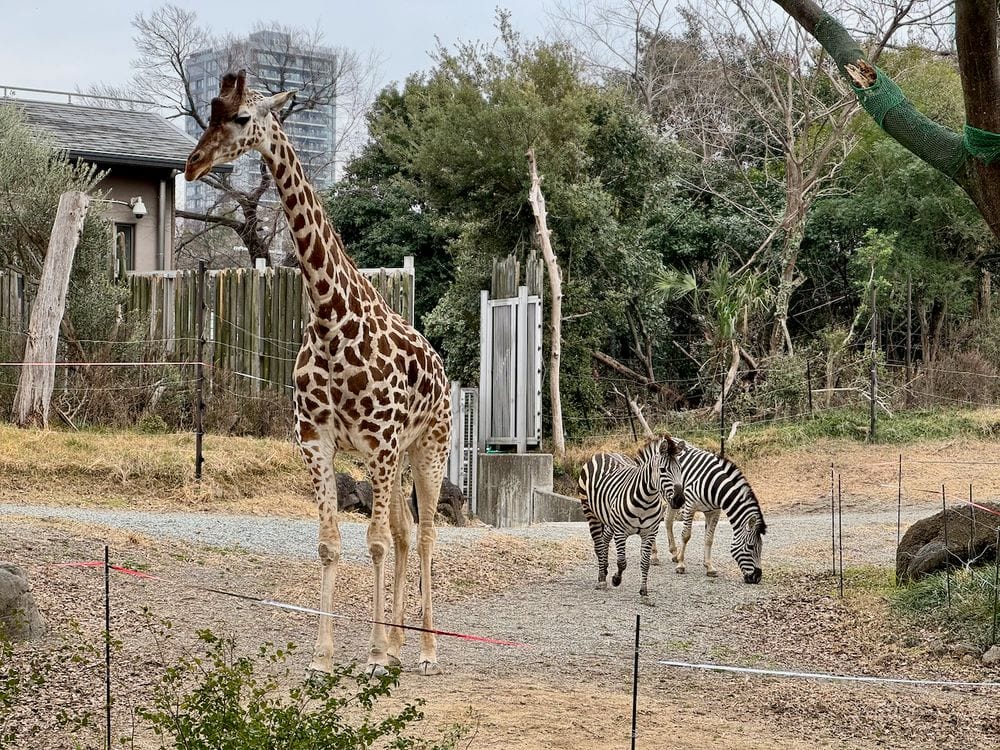 A giraffe and two zebras in an open enclosure at Tennoji Zoo with a modern Osaka high-rise visible behind the winter trees