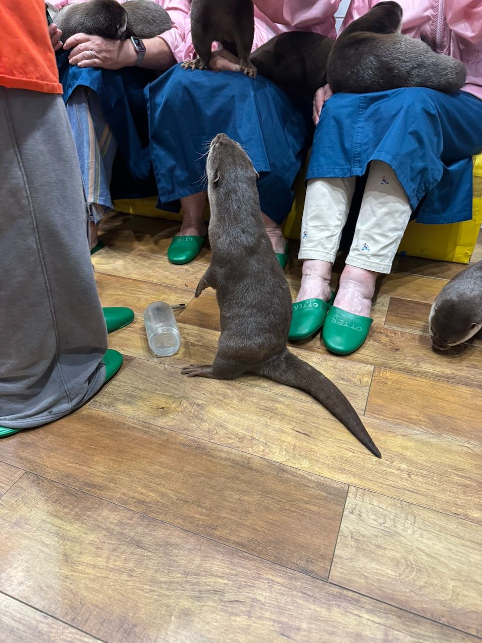 An otter stands upright on a wooden floor at an otter cafe in Shibuya, surrounded by people wearing branded green OTTER slippers, with other otters visible climbing on laps in the background.