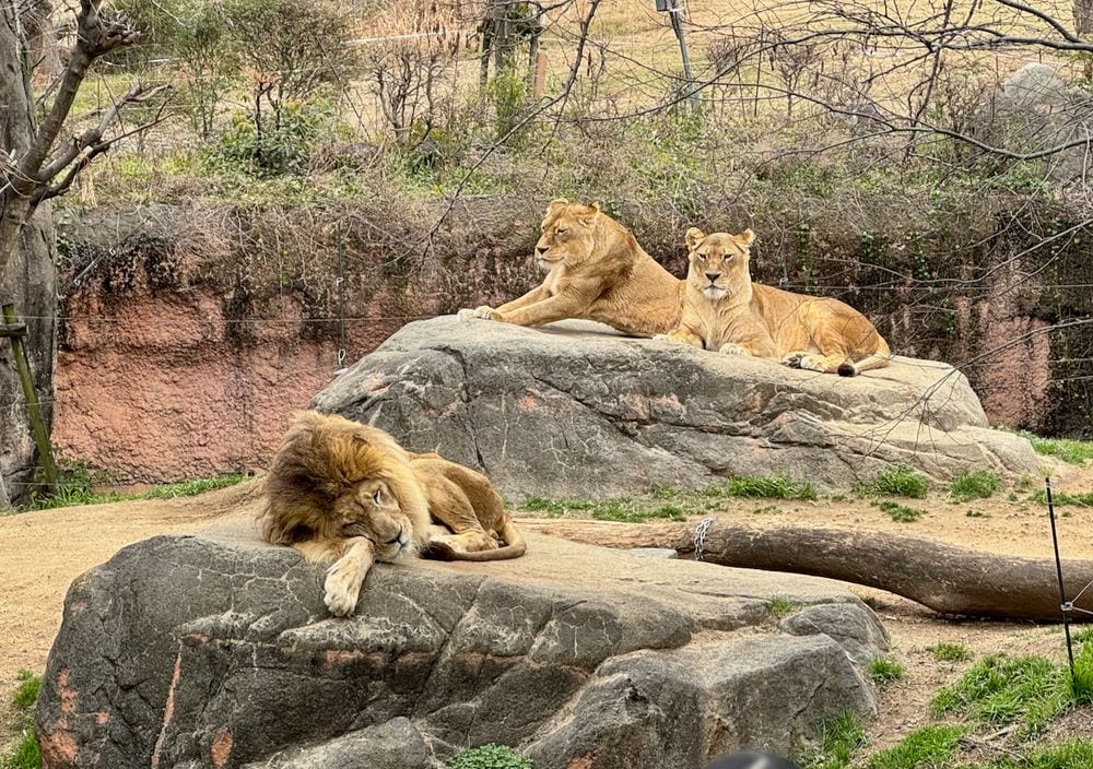A male lion sleeps on a low rock in the foreground while two lionesses rest on a larger elevated rock behind him in an open zoo enclosure with bare trees and a red clay embankment in the background.