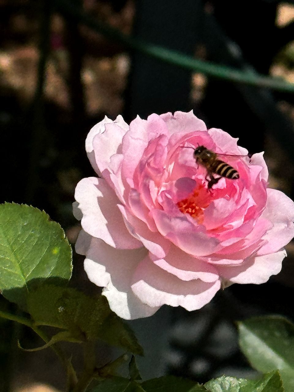 A honeybee perched at the center of an open pink rose in full bloom, with green leaves visible in soft focus around the flower.