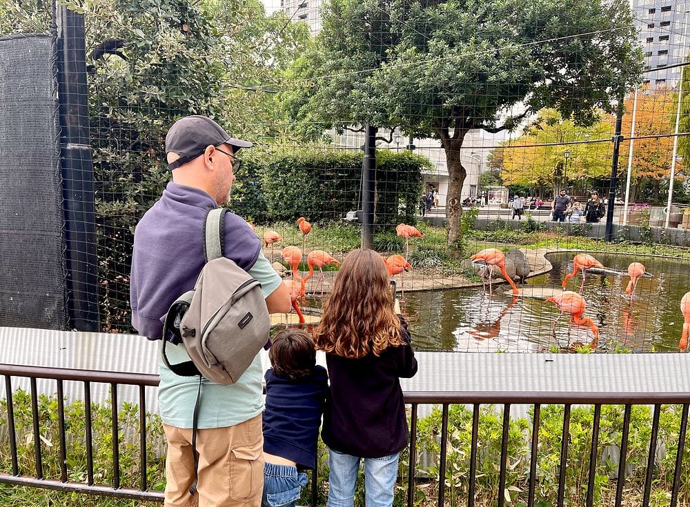 A man and two young children look at a flock of flamingos in a pond enclosure at Ueno Zoo in Tokyo.