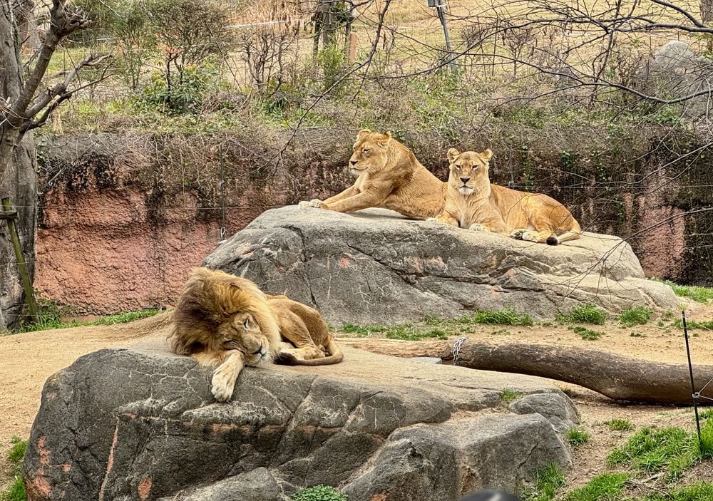 A male lion sleeps on a low rock in the foreground while two lionesses rest on a larger elevated rock behind him in an open zoo enclosure with bare trees and a red clay embankment in the background.