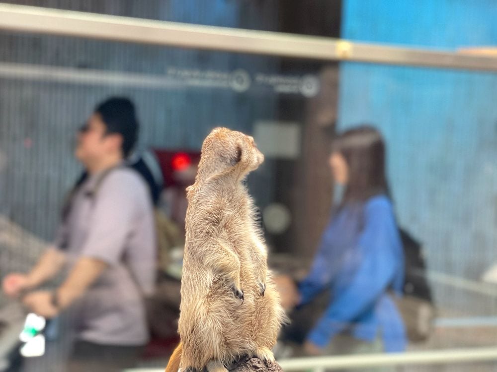 A meerkat stands upright on a rock, alert, with zoo visitors blurred in the background.